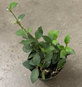 Pubera Hoya